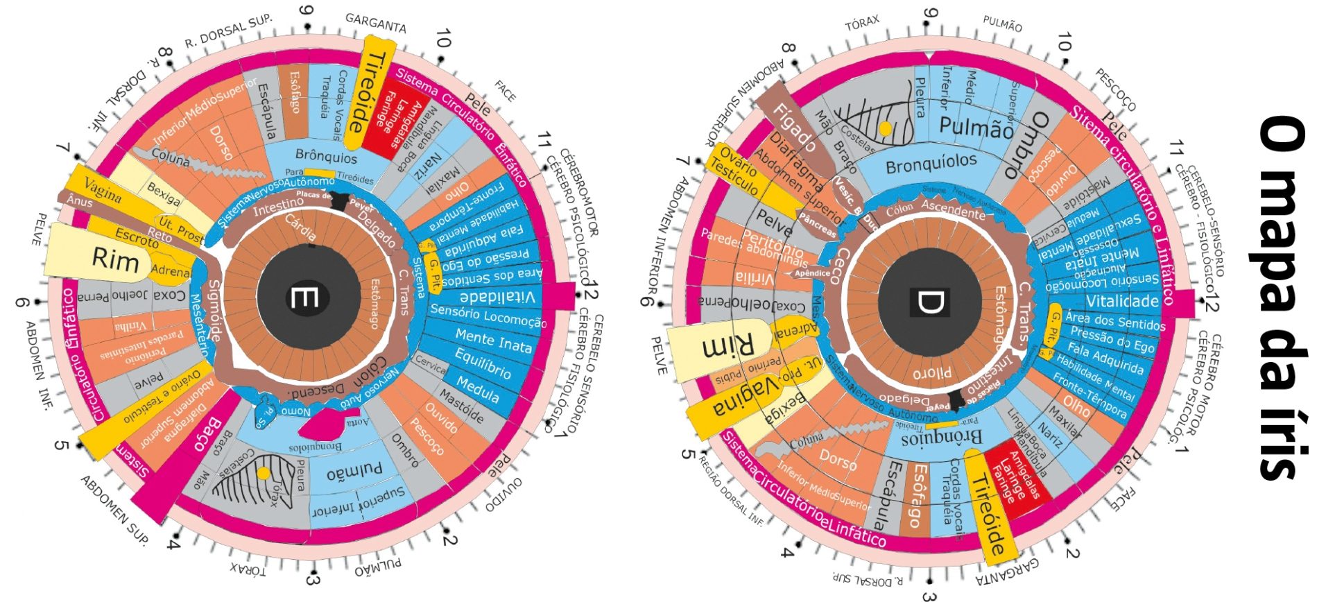 Que Es La Denominada Iridología O Iridodiagnóstico